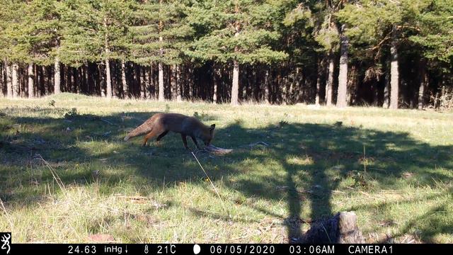 zorro monreal del campo смотреть онлайн