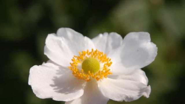 Anemone X Hybrida 'Honorine Jobert' (Japanese Anemone)