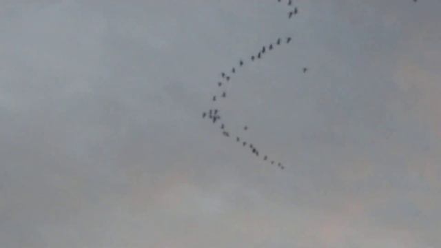 Sandhill Cranes in flight with call. смотреть онлайн