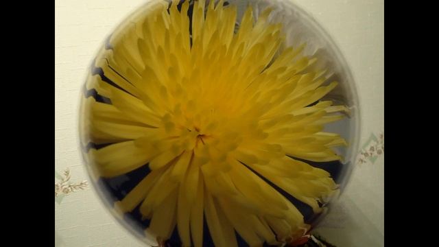 все цветы для тебя Н Басков смотреть онлайн