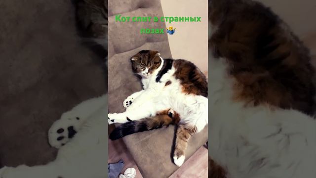 Кот спит как хочет и где хочет #кошки #рекомендации #рек #домашниеживотные #кот #котики #кошки2020 смотреть онлайн