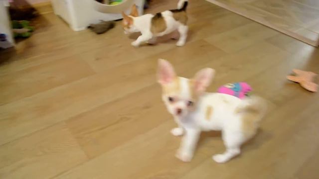 Щенки чихуахуа питомник Шан Сайн смотреть онлайн