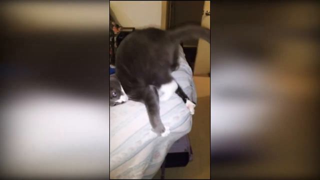 #66 FUNNY PETS / СМЕШНЫЕ ВИДЕО 2021 / Я РЖАЛ ПОЛЧАСА / СМЕШНЫЕ ЖИВОТНЫЕ смотреть онлайн