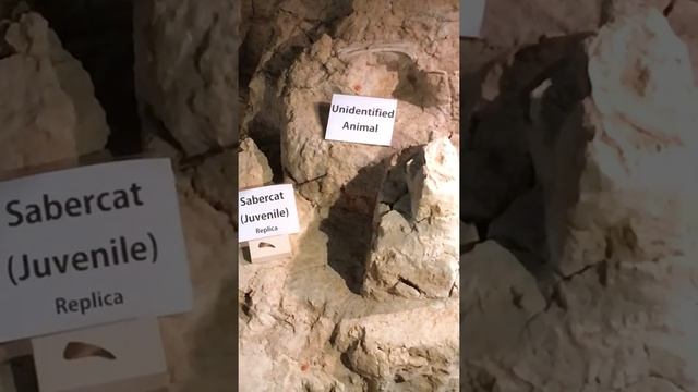 Columbian Mammoth - Part 5 смотреть онлайн