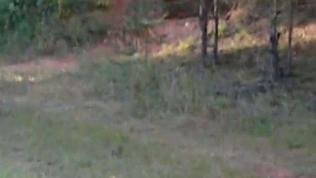 МУСОР БОЛЬШЕ НЕ НОСЯТ В ЛЕС смотреть онлайн