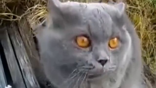 Говорящий смешной кот. Ругается на хозяина. смотреть онлайн
