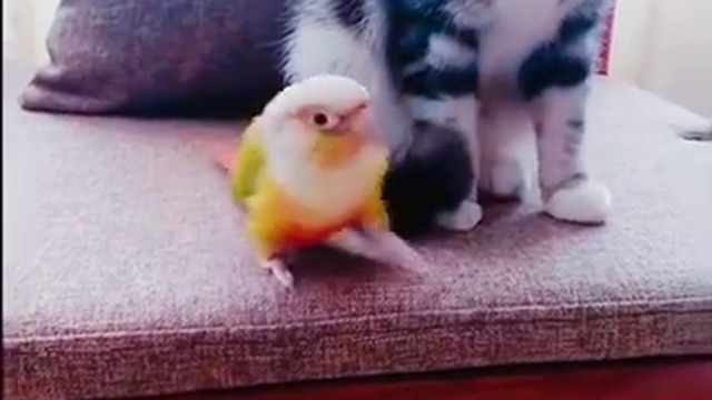 попугайчик, верящий в силу любви смотреть онлайн