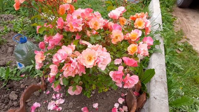 Роза ДЖАЗ - это любовь,с первого взгляда