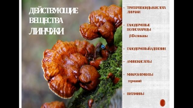 Линчжи - Ло Юлия смотреть онлайн