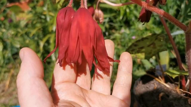 Podophyllum Spotty Dotty - most unusual UK hardy shade plant, tropical looking, fragrant red flower смотреть онлайн