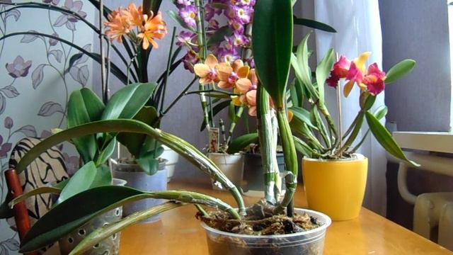 Странная орхидея Фаленопсис))) И орхидейка Каттлея порадовала!!!! смотреть онлайн