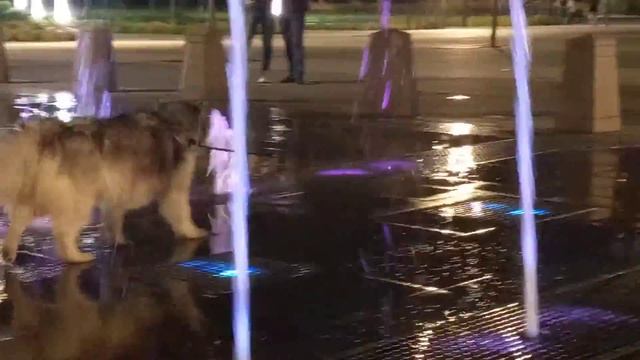 Всё что нужно собаке для счастья? смотреть онлайн