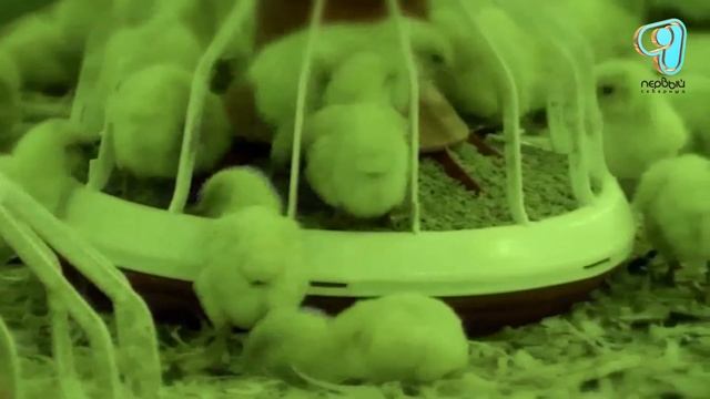 Свое дело(Птицефабрика Есильская русс) смотреть онлайн