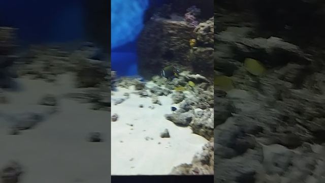 #аквариум #рыбы #москвариум смотреть онлайн