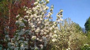 Сорта груши для Сибири.