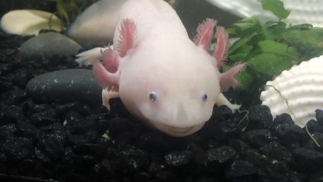 Ужин у аксолотля и черепахи.  Axolotl As In Minecraft #axolotl #recommendations #аксолотль