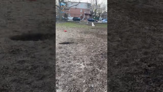 Day 452 in a row dog training смотреть онлайн