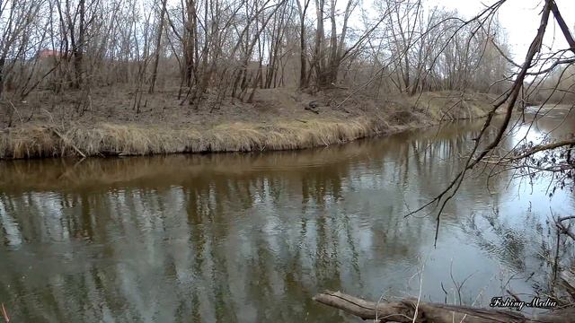 Сегодня весь улов в первые 5 минут рыбалки! Голавль на куриную печень на реке. Голавль на печень #3 смотреть онлайн