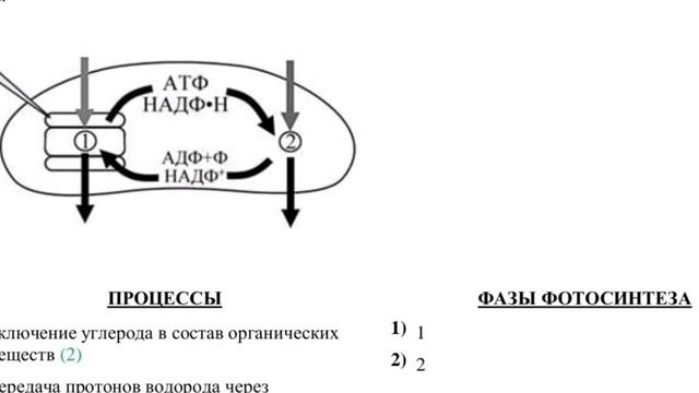 ВСЁ О ФОТОСИНТЕЗЕ ДЛЯ ЕГЭ. О динамике усложнений тестовой части ЕГЭ по биологии смотреть онлайн