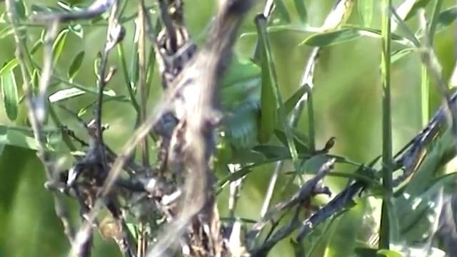 Кузнечик пожирает луговую кобылку смотреть онлайн