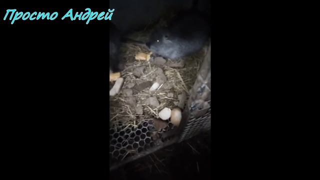 НУТРИЯ СОВЕТЫ И ОТВЕТЫ ПОДПИСЧИКУ смотреть онлайн