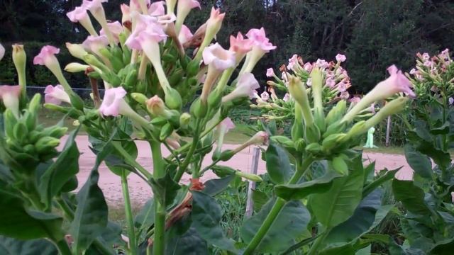 My Virginia Gold Tobacco is Flowering! смотреть онлайн