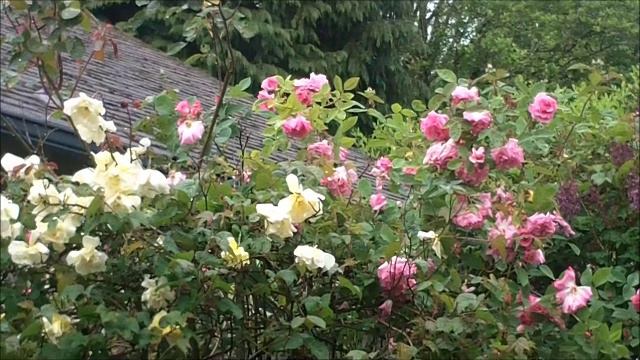 Minerva's Garden: Garden Tour--Roses and Clematis смотреть онлайн