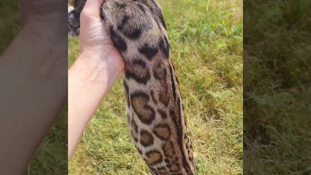 бенгальская кошка