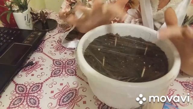 Как правильно посеять эустому! Лучший способ! смотреть онлайн