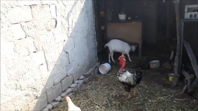 ПТИЧИЙ ДВОР! Совместное содержание Мускусных уток и Кур! // Когда нужно рассаживать птицу? смотреть онлайн