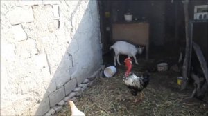 ПТИЧИЙ ДВОР! Совместное содержание Мускусных уток и Кур! // Когда нужно рассаживать птицу?