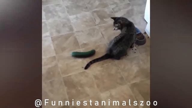 Cat vs Cucumber Top Funny Cats?Cats scared of Cucumbers Compilation?#funniestanimalszoo смотреть онлайн
