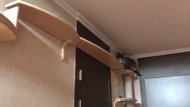 Кошачий комплекс понравился коту / The cat liked the cat complex :) смотреть онлайн