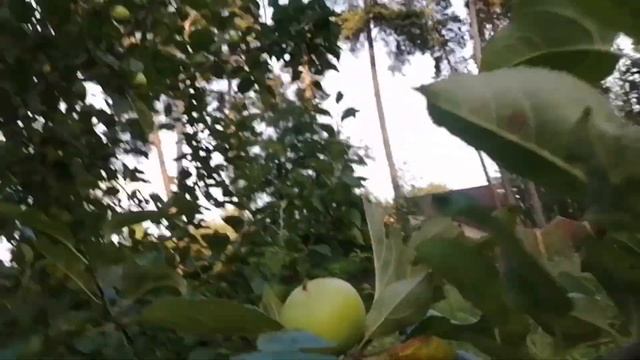 ДАЧНЫЙ VLOG : ЗЕМЛЯНИКА/СБОР МАЛИНЫ В ЛЕСУ/ЦВЕТЫ???/НУЖЕН СОВЕТ #vlog #дача смотреть онлайн