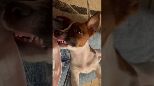 Новые зубы у щенка) смотреть онлайн