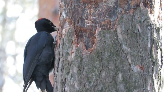 Черный дятел сдирает кору сосны, Black Woodpecker tears the bark of a pine смотреть онлайн