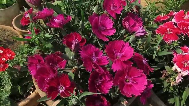 Dianthus Plant Care l How to Grow and Get more Flowers l Winter - Spring Flowers смотреть онлайн
