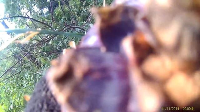 собираем кедровый орех,срываю шишку с кедры!! смотреть онлайн