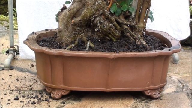 A BANYAN'S NEW BEGINNING TO A BONSAI TREE III смотреть онлайн