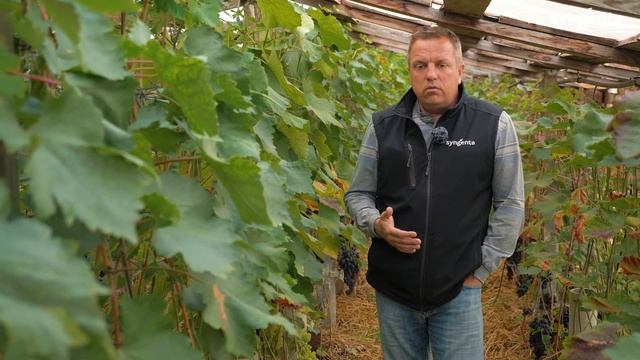 Выращивание винограда в Беларуси. Нюансы / Болезни / Виноградарские колхозы смотреть онлайн