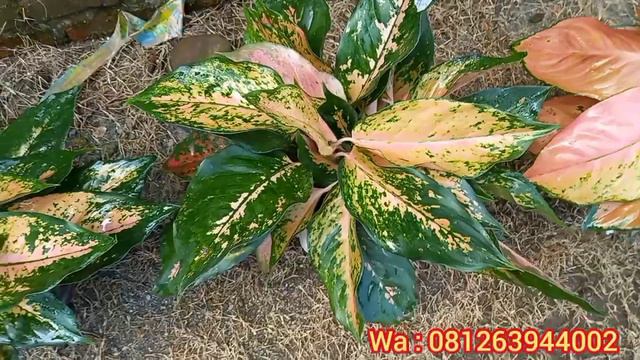 Stok Baru || Update Harga Aglonema Part #2 смотреть онлайн