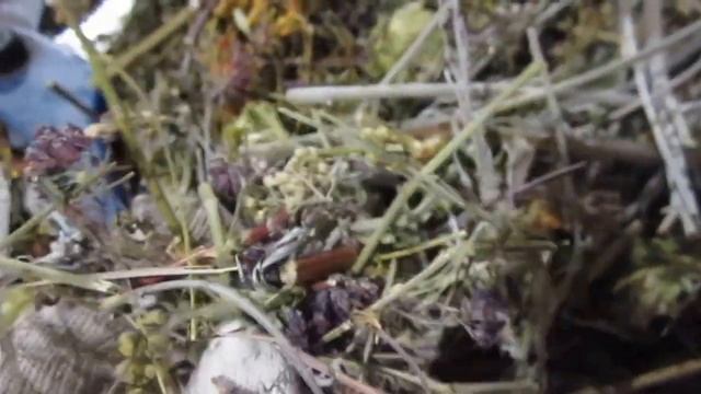 КАК ПРАВИЛЬНО ПРИГОТОВИТЬ СБОР ТРАВ ДЛЯ ПРИМЕНЕНИЯ