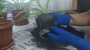 Пересадка хлорофитума.