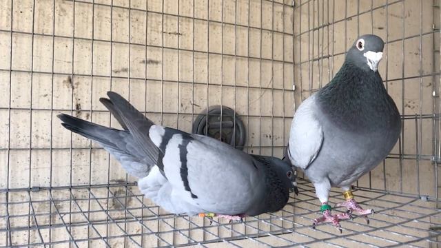 Racing Pigeon - Breeder Loft Update 2017 - Applis Loft смотреть онлайн