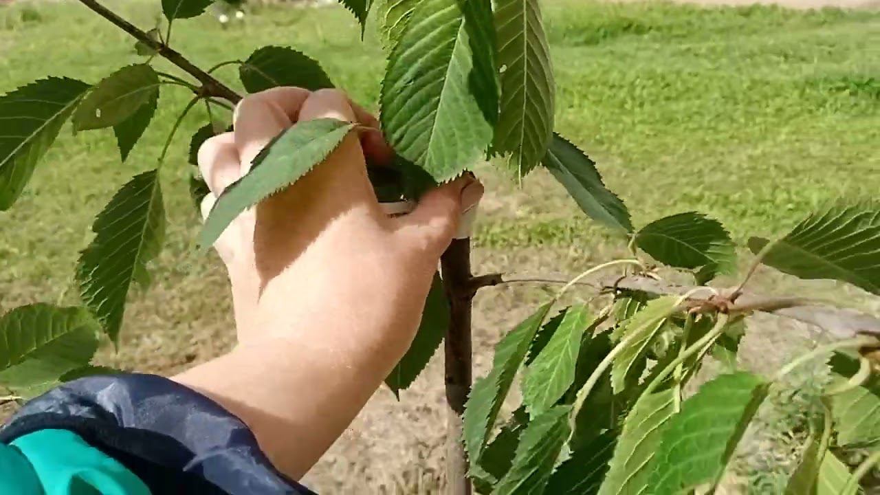 Выбор сорта черешни для посадки в Подмосковья смотреть онлайн