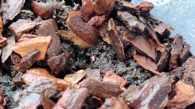 СОРНЯКИ для ДИОРАМ. Как я ВЫРАСТИЛ их на ПОДОКОННИКЕ. смотреть онлайн