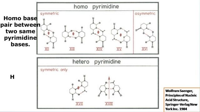 Musical: Non Watson Crick Base Pairs смотреть онлайн