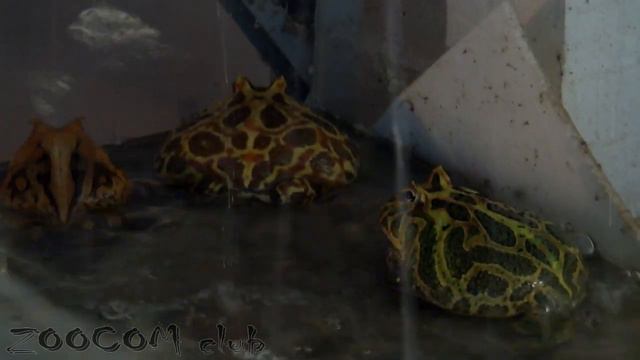 Рогатки поют, Ceratophrys cornuta & Ceratophrys cranwelli singing смотреть онлайн
