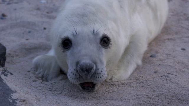 Helgoland MAMA to MAMA смотреть онлайн