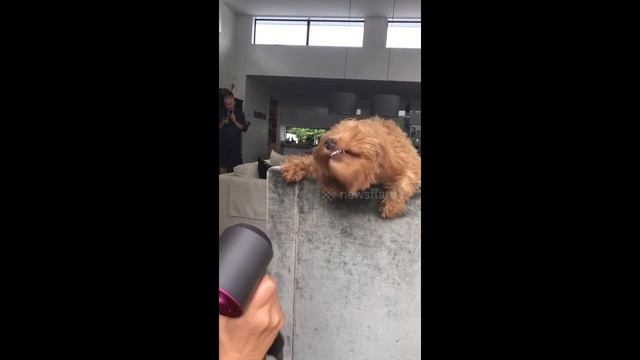 Wet Puppy Plays with Hairdryer смотреть онлайн